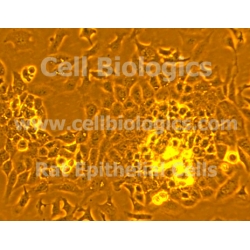 Rat Primary Ovarian Epithelial Cells